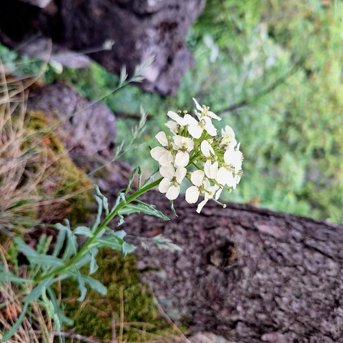 Erysimum witmannii, photograph 5
