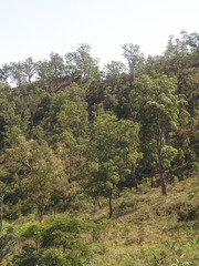 Eucalyptus urophylla