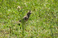 Coryphistera alaudina