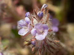 Phacelia cryptantha