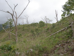Eucalyptus alba