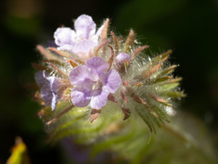Phacelia cryptantha