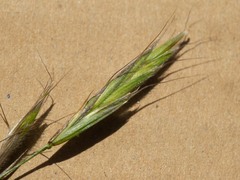 Bromus arizonicus