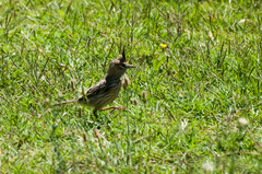 Coryphistera alaudina