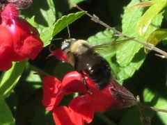 Xylocopa tabaniformis orpifex