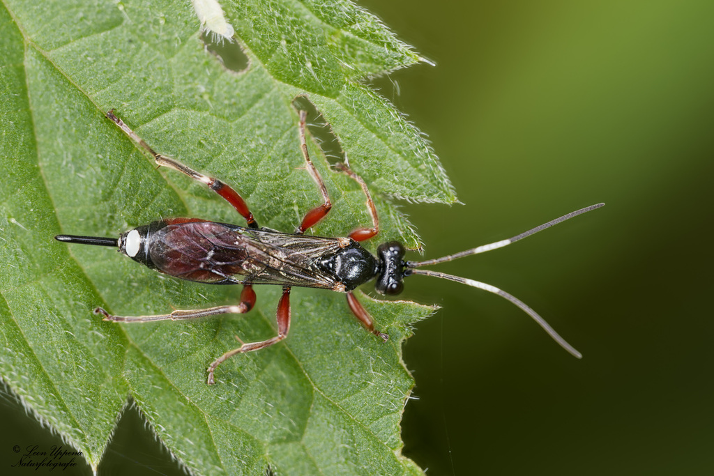 Agrothereutes leucorhaeus