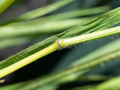 Bromus arizonicus