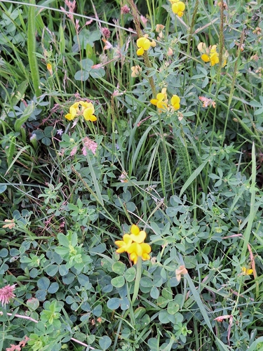 bird's-foot trefoil