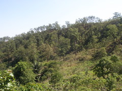 Eucalyptus urophylla