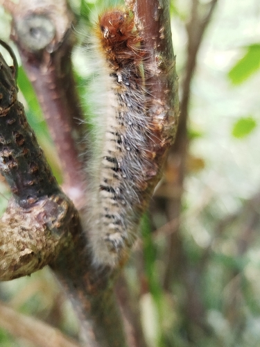 Oak Eggar