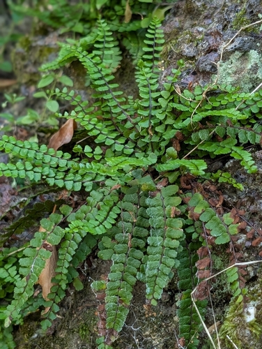 maidenhair spleenwort