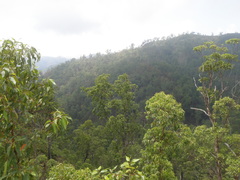 Eucalyptus urophylla