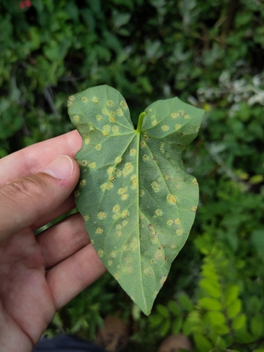 Puccinia convolvuli
