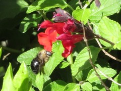 Xylocopa tabaniformis orpifex