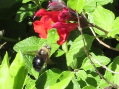 Xylocopa tabaniformis orpifex