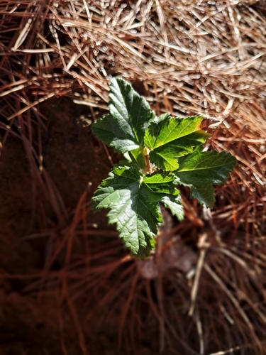Ribes punctatum, photograph 2