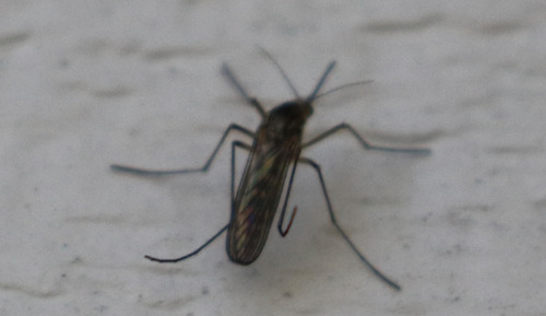 Winter Marsh Mosquito