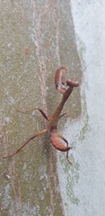 Sphodropoda quinquedens