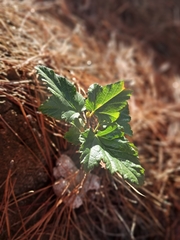 Ribes punctatum, photograph Álvaro Ibaceta R., CC BY, iNaturalist via GBIF