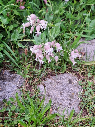 bladder campion