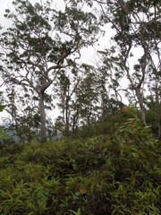 Eucalyptus urophylla