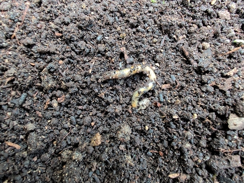 Green Worm