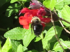 Xylocopa tabaniformis orpifex