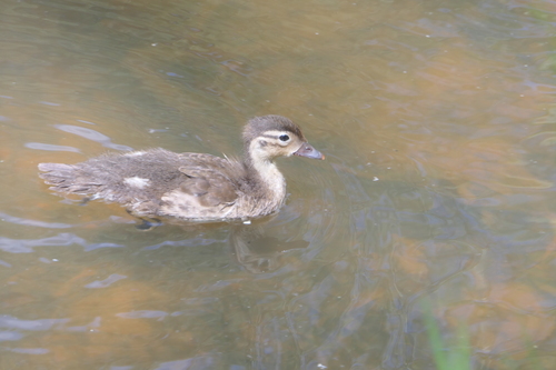 Mandarin Duck