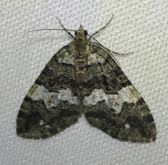 Hydriomena albifasciata