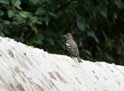 Common Chaffinch