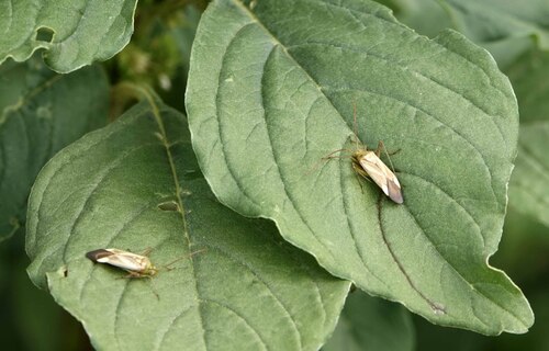 Alfalfa Plant Bug