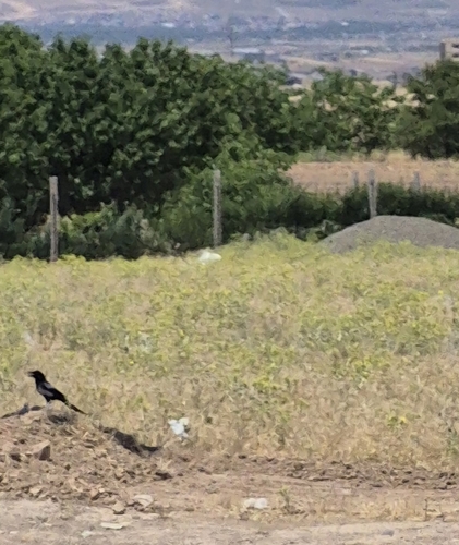 Eurasian Magpie