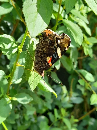 Red Admiral