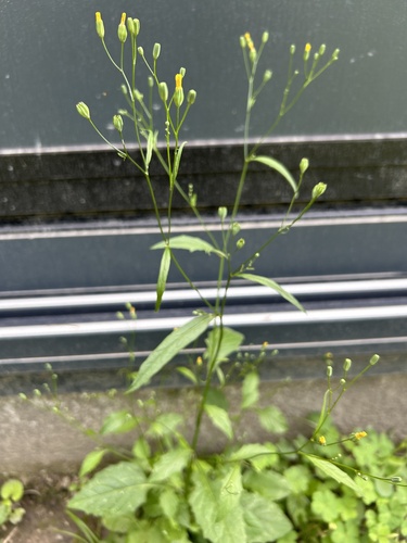 nipplewort