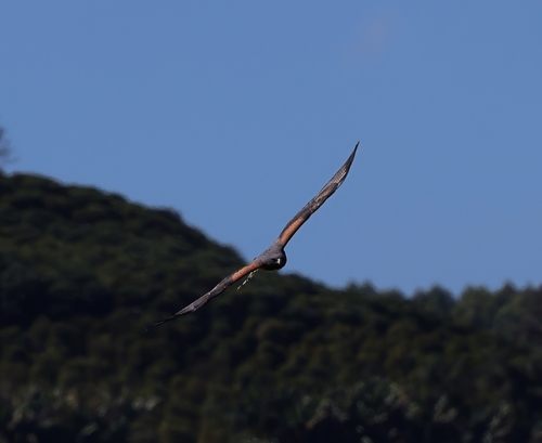 White-tailed Hawk