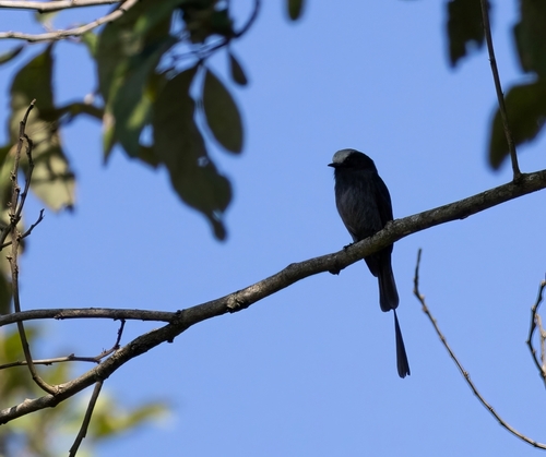 Long-tailed Tyrant