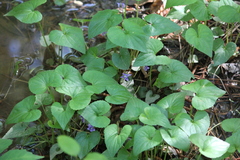 Viola affinis