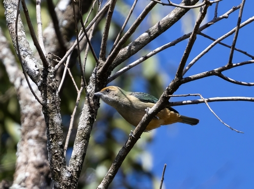 Burnished-buff Tanager