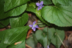 Viola affinis