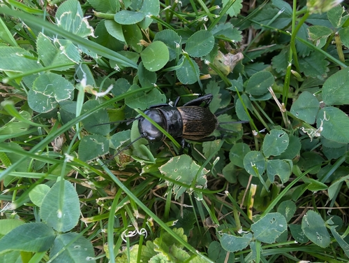 European Field Cricket