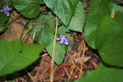 Viola affinis