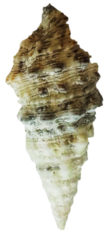 Cerithium atratum