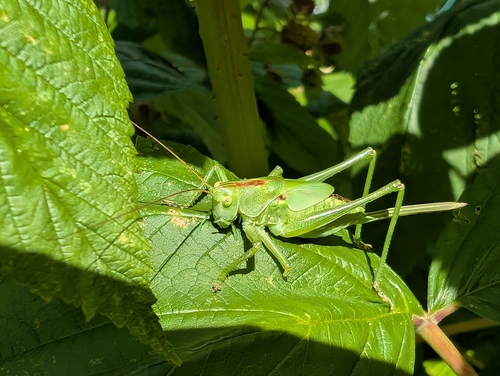 Great Green Bush-cricket