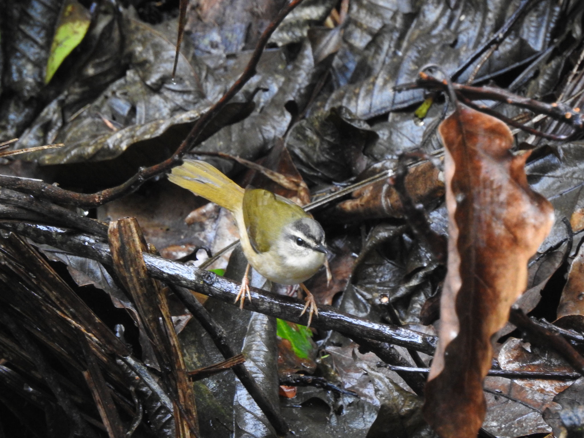 Riverbank Warbler (Myiothlypis rivularis), photo 8