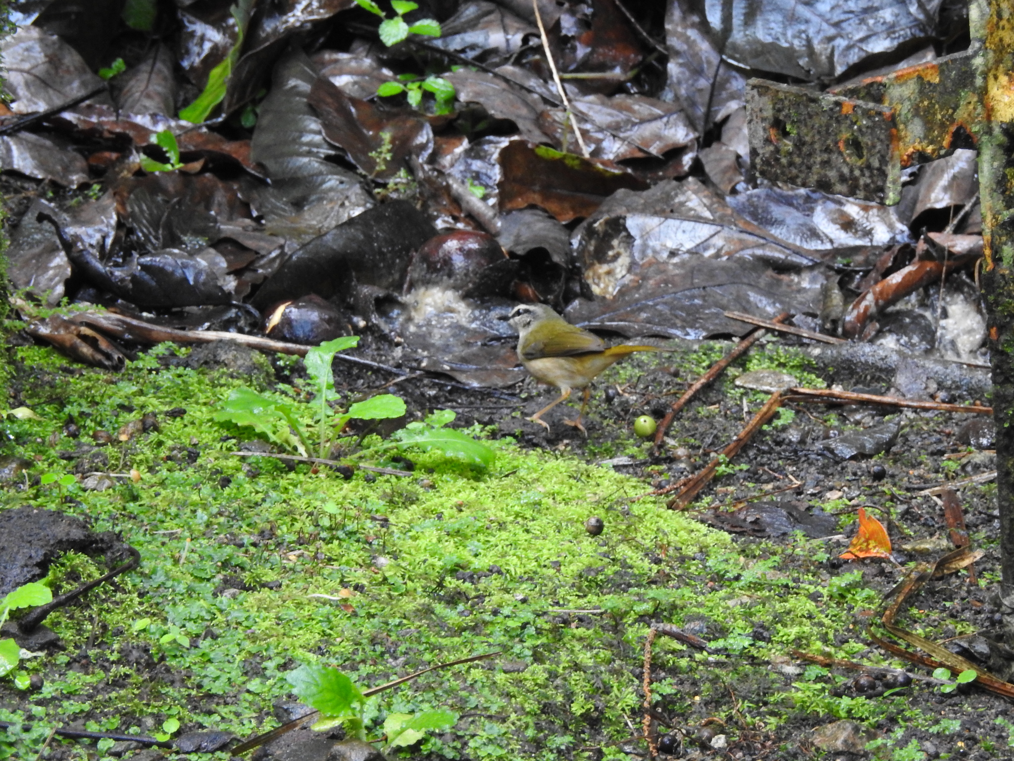 Riverbank Warbler (Myiothlypis rivularis), photo 9