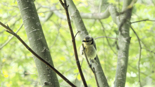 Eurasian Blue Tit
