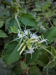 Oxypetalum erianthum