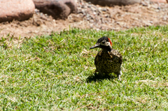 Colaptes melanochloros