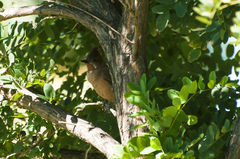 Pseudoseisura lophotes