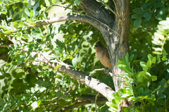 Pseudoseisura lophotes